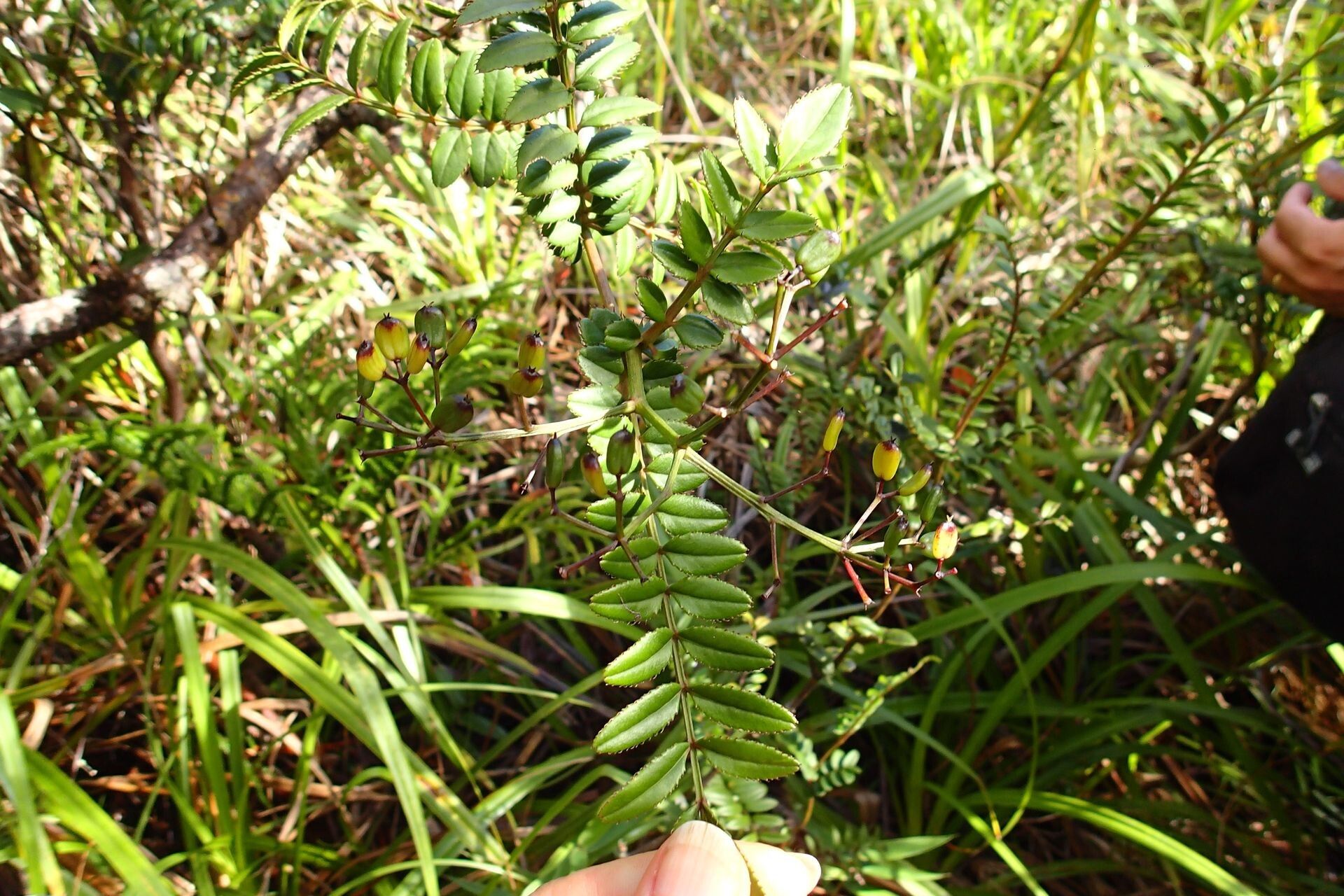 Polyscias weinmanniae other