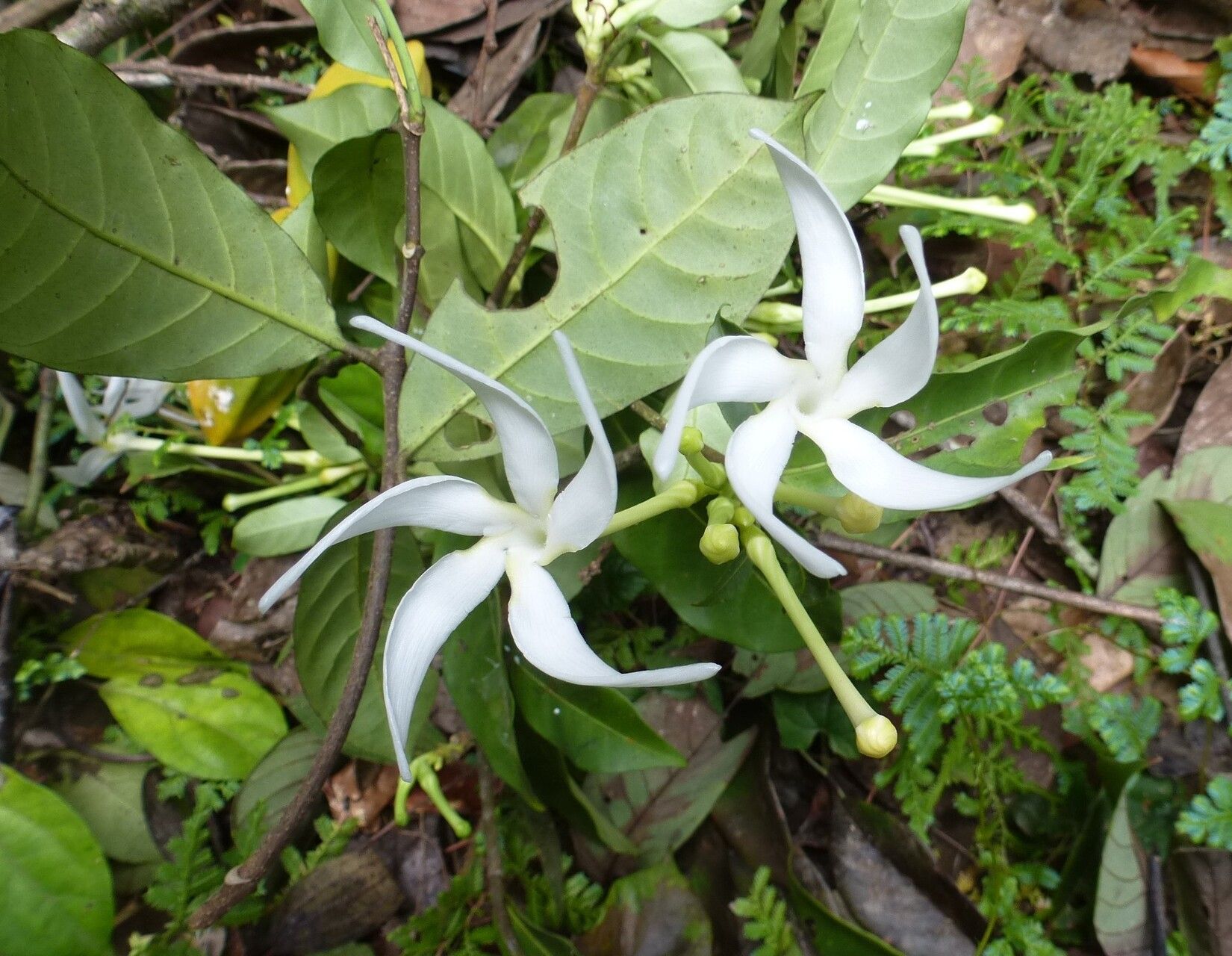 Tabernaemontana glandulosa flower