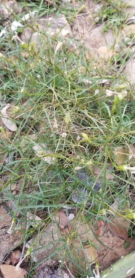 Isotoma anethifolia habit