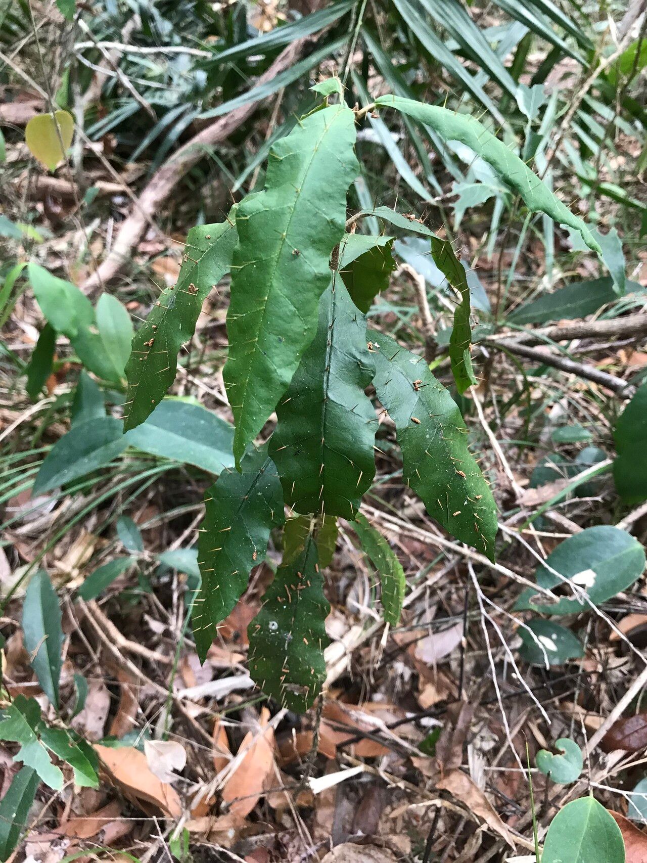 Solanum defensum leaf
