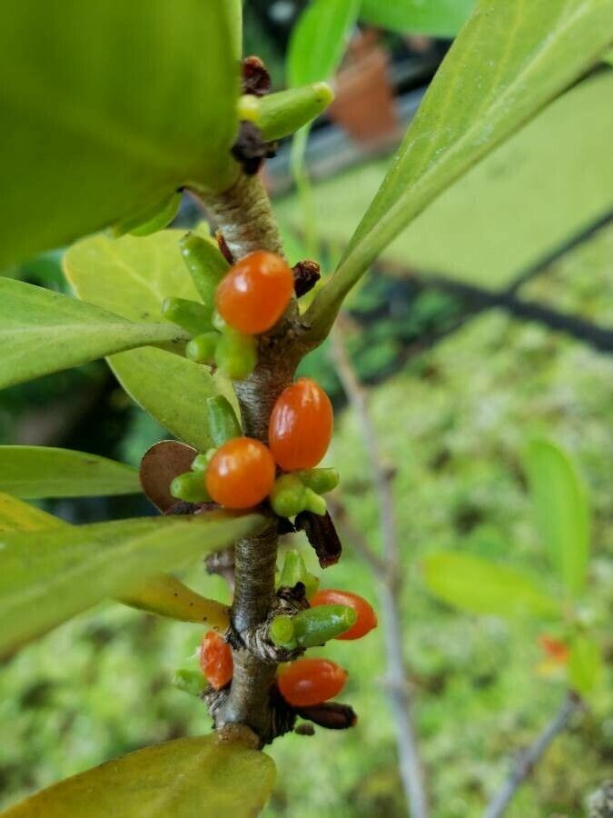 Hydnophytum formicarum fruit