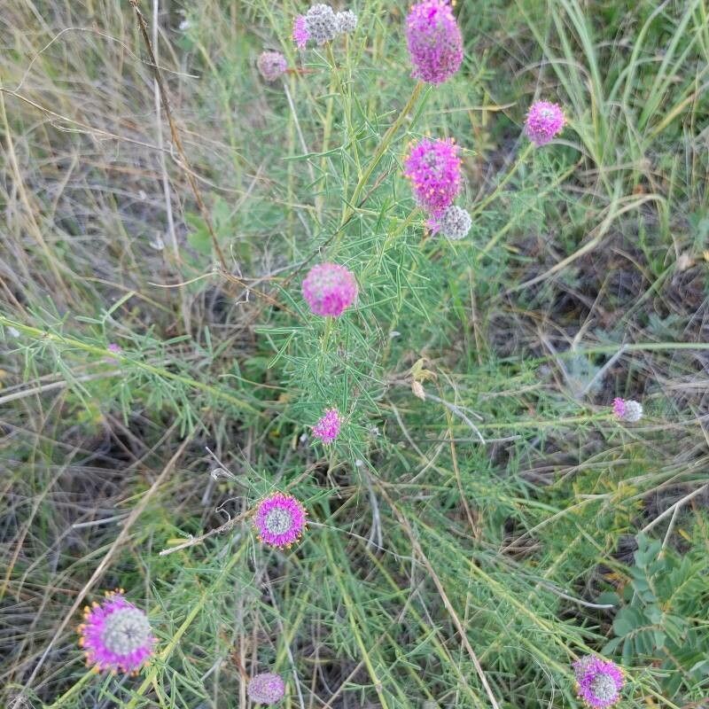 Dalea purpurea leaf