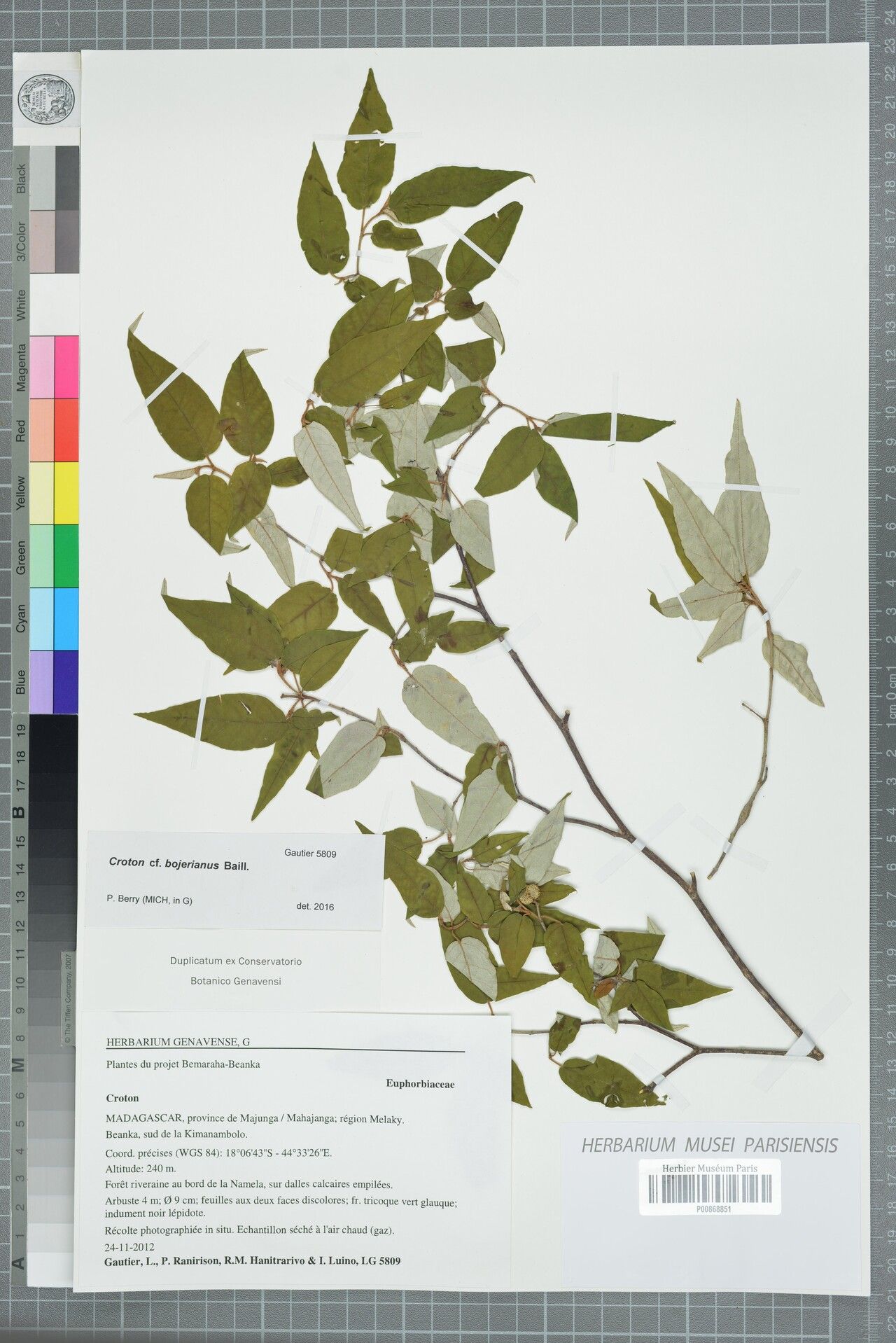 Croton bojerianus — houseplant care guide