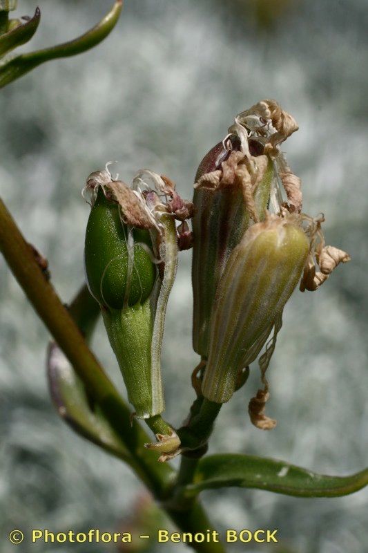Silene rothmaleri fruit