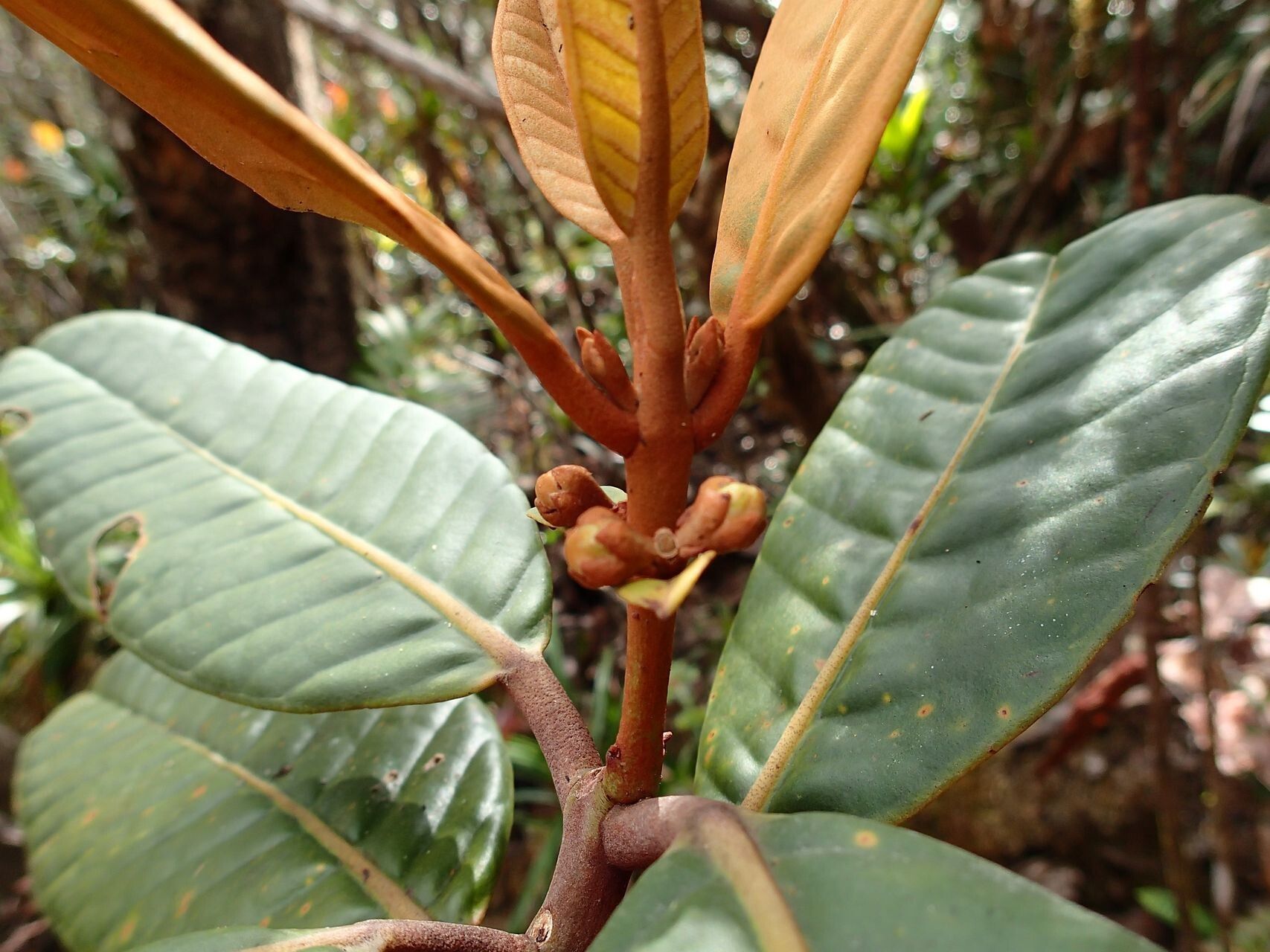 Eugenia veillonii leaf