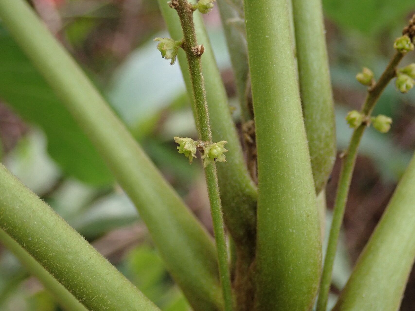Brucea antidysenterica flower