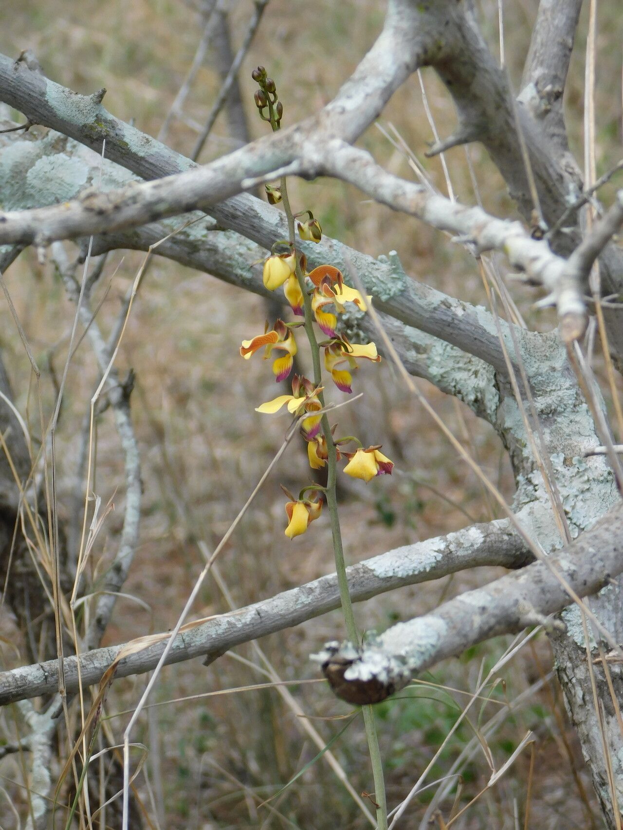 Eulophia schweinfurthii — houseplant care guide