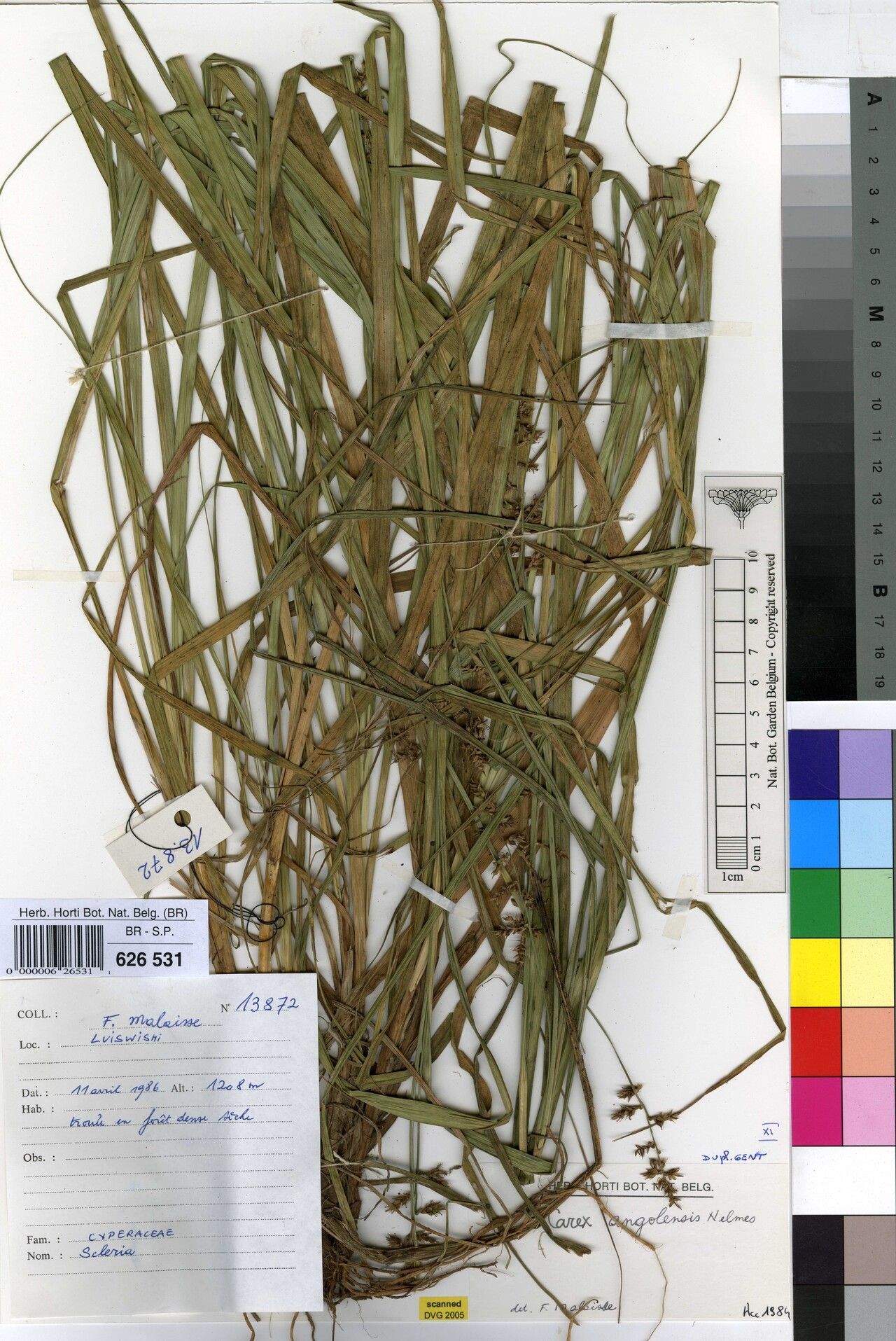 Carex angolensis — houseplant care guide
