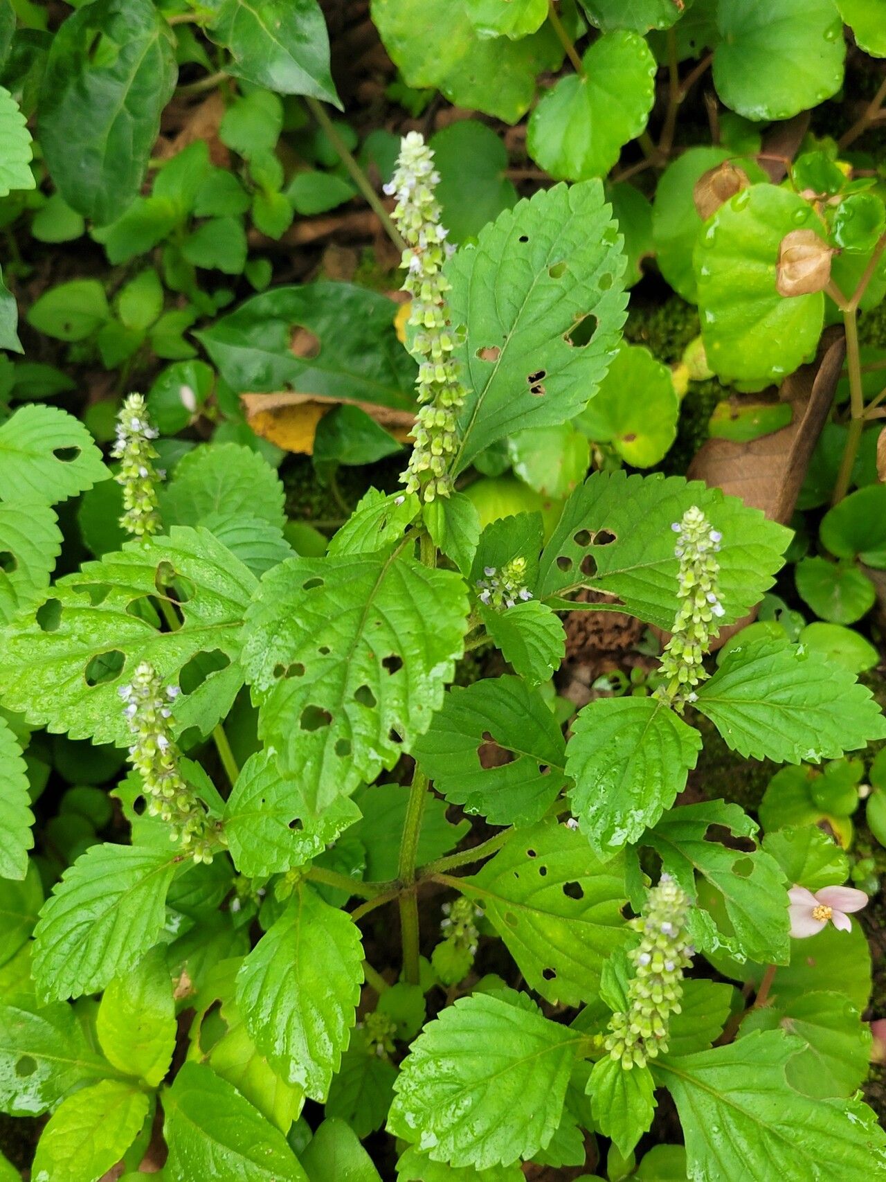 Platostoma africanum flower