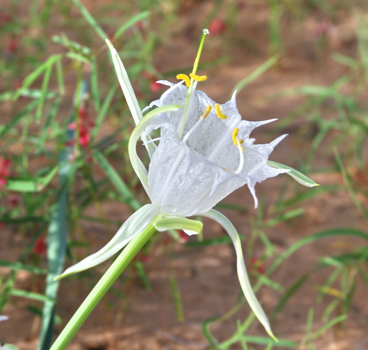 Pancratium trianthum flower