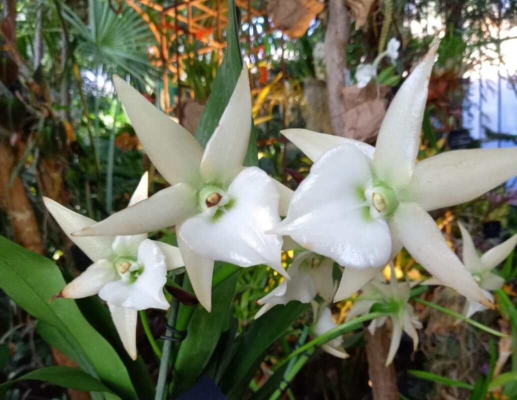 Angraecum spp. flower