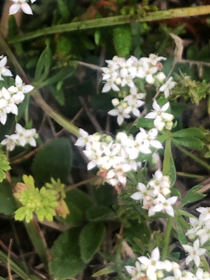 Galium saxatile flower