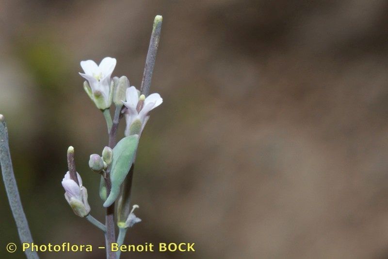 Arabis conringioides other