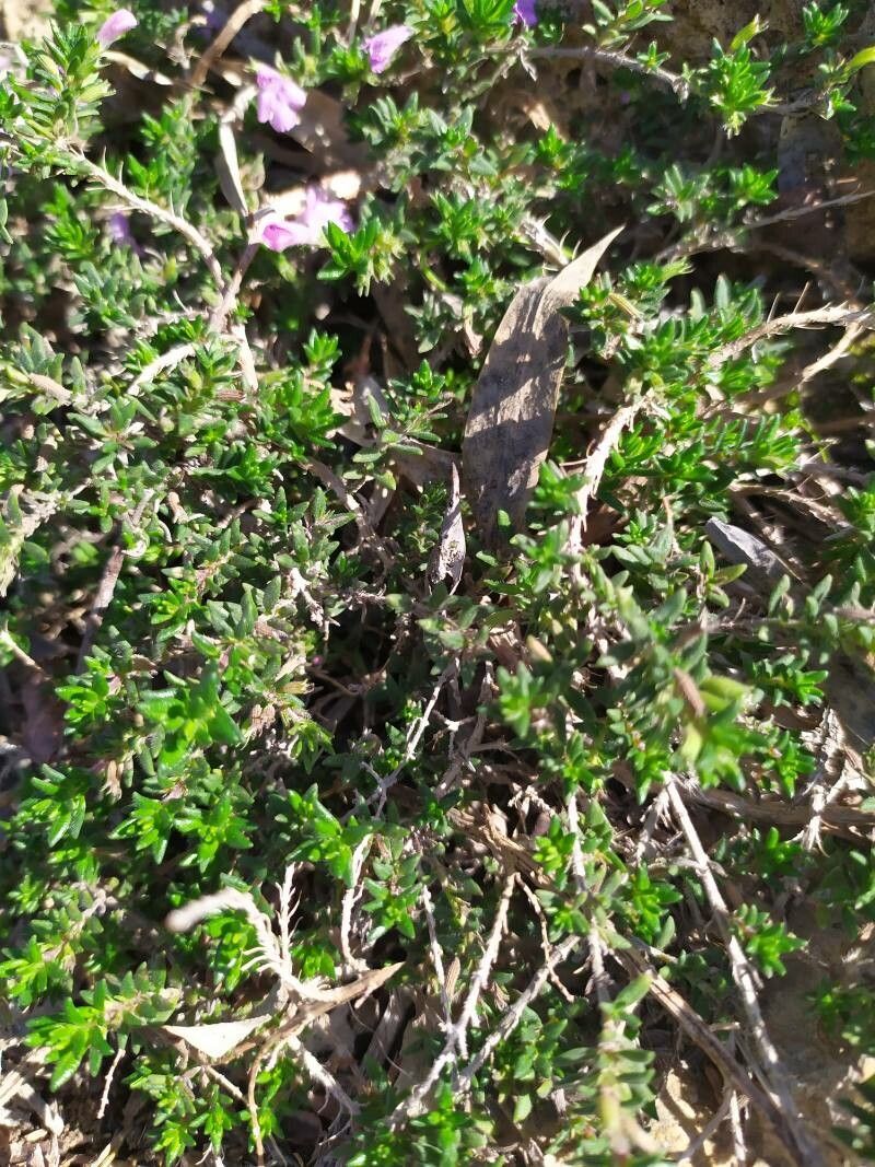 Micromeria inodora — houseplant care guide