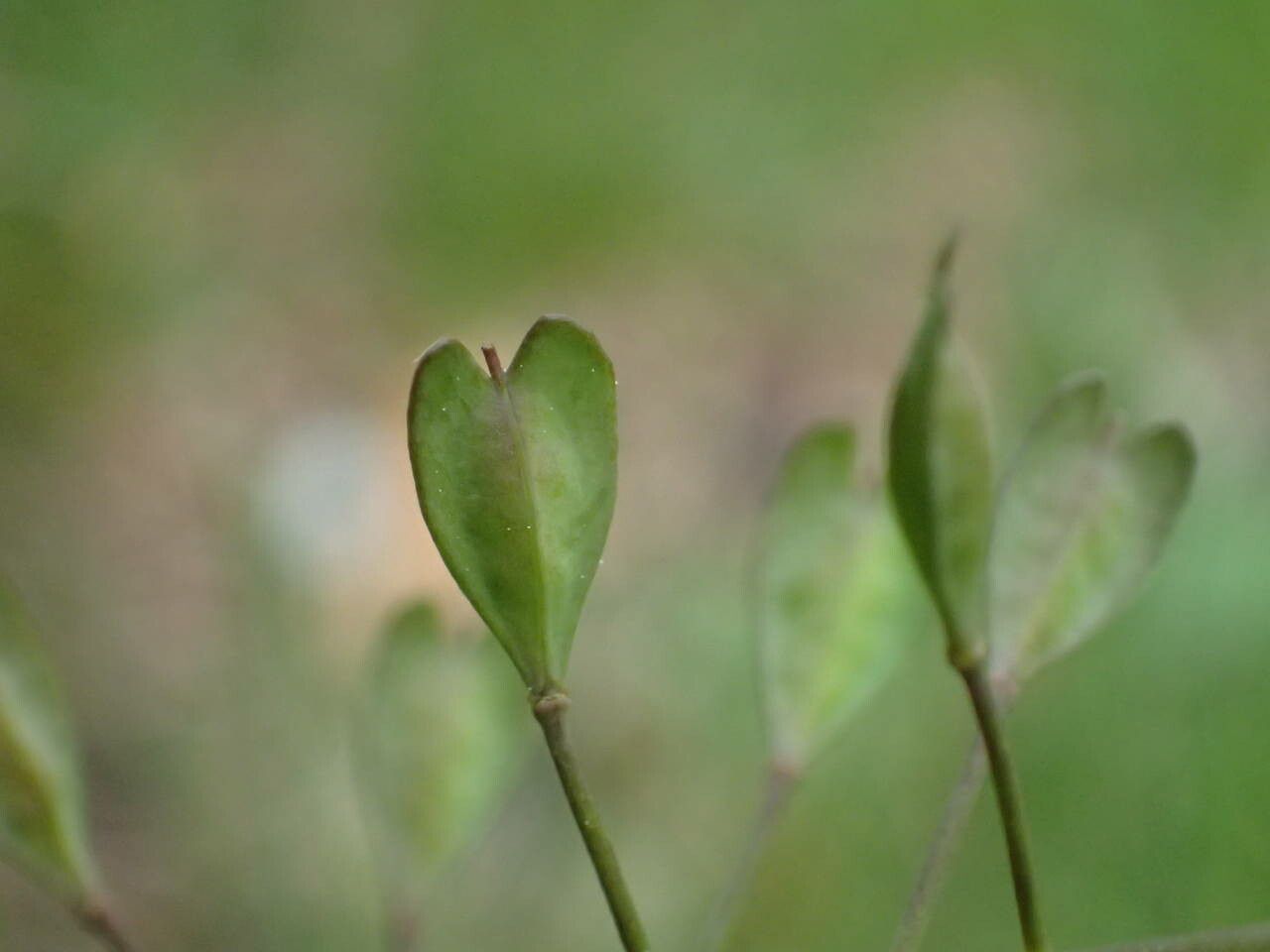 Noccaea brachypetala fruit