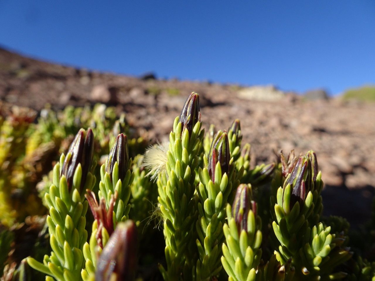 Werneria juniperina leaf