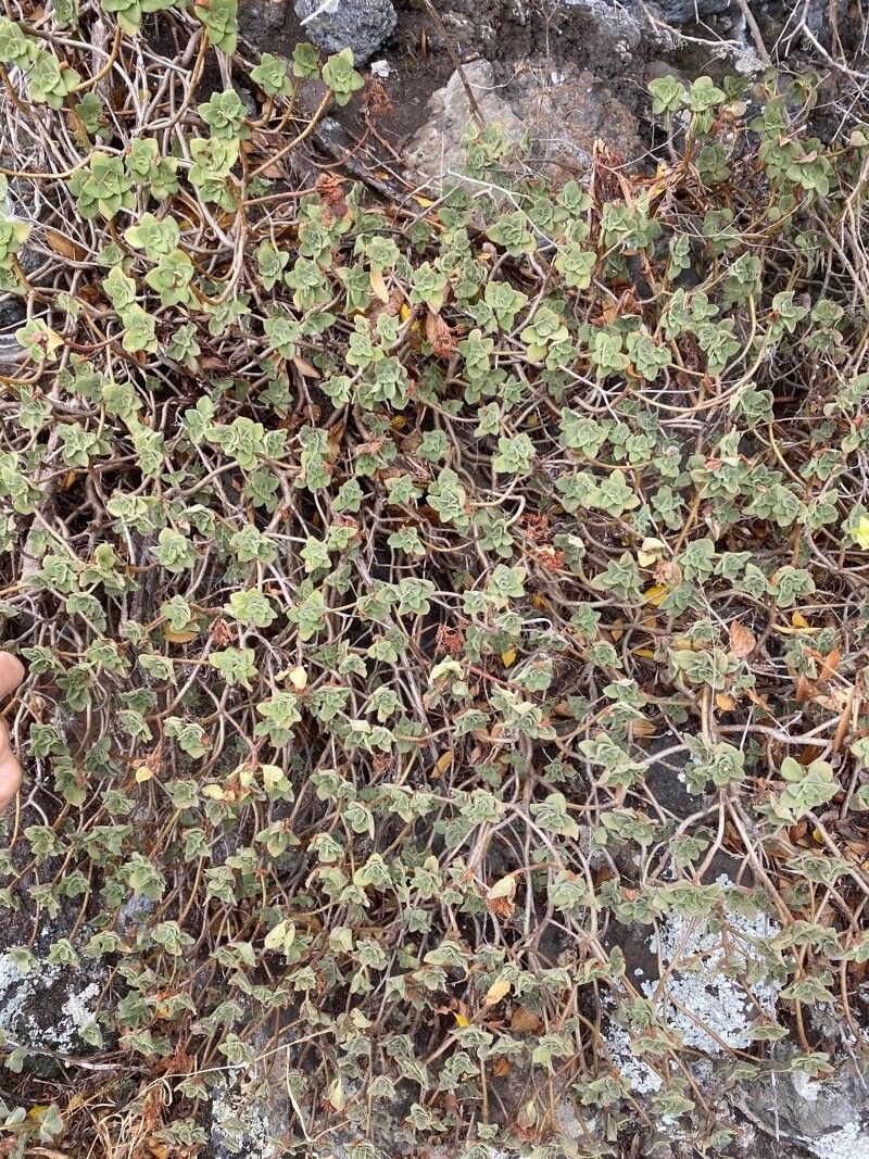 Aeonium goochiae habit