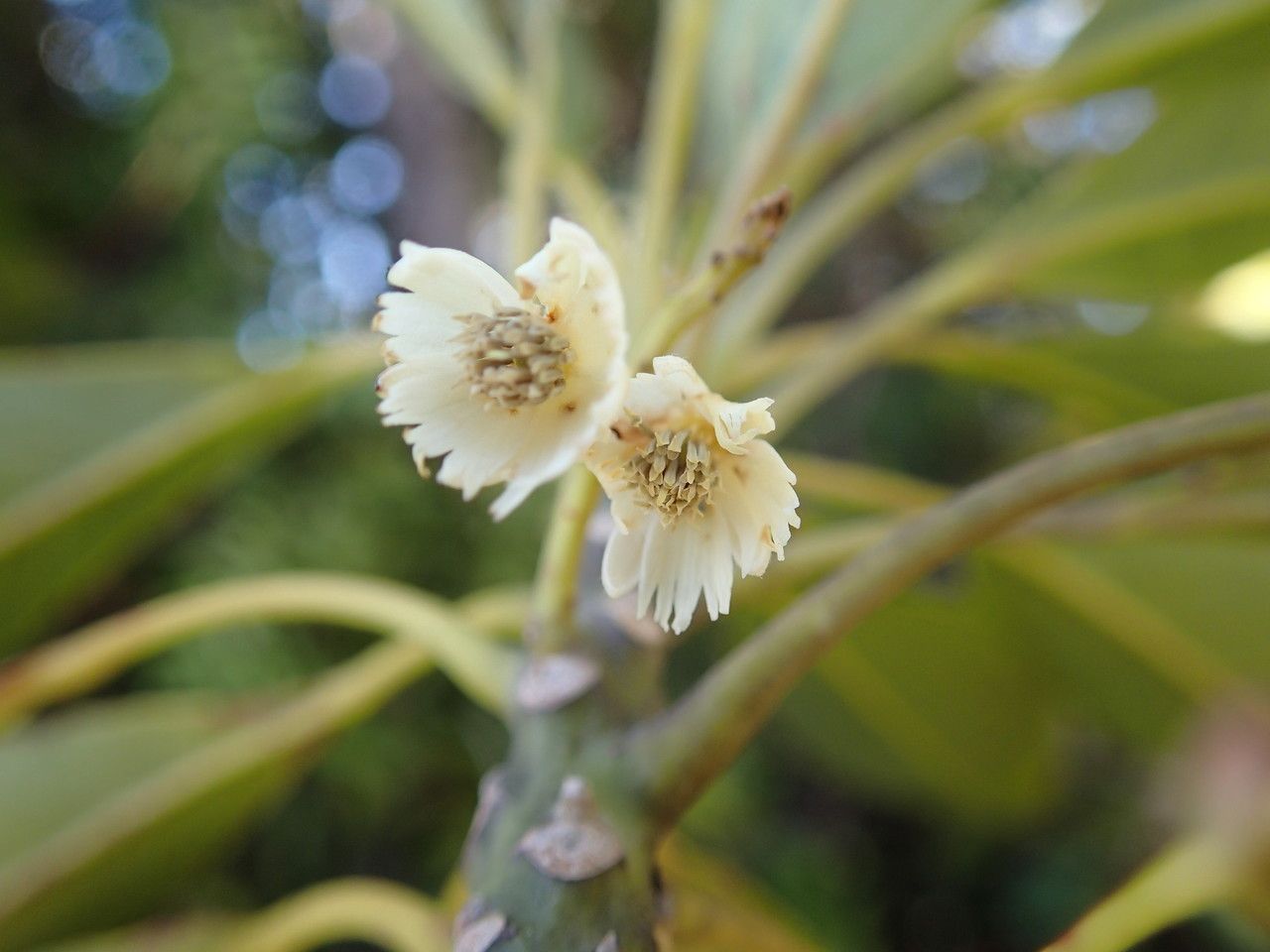 Elaeocarpus vieillardii — houseplant care guide