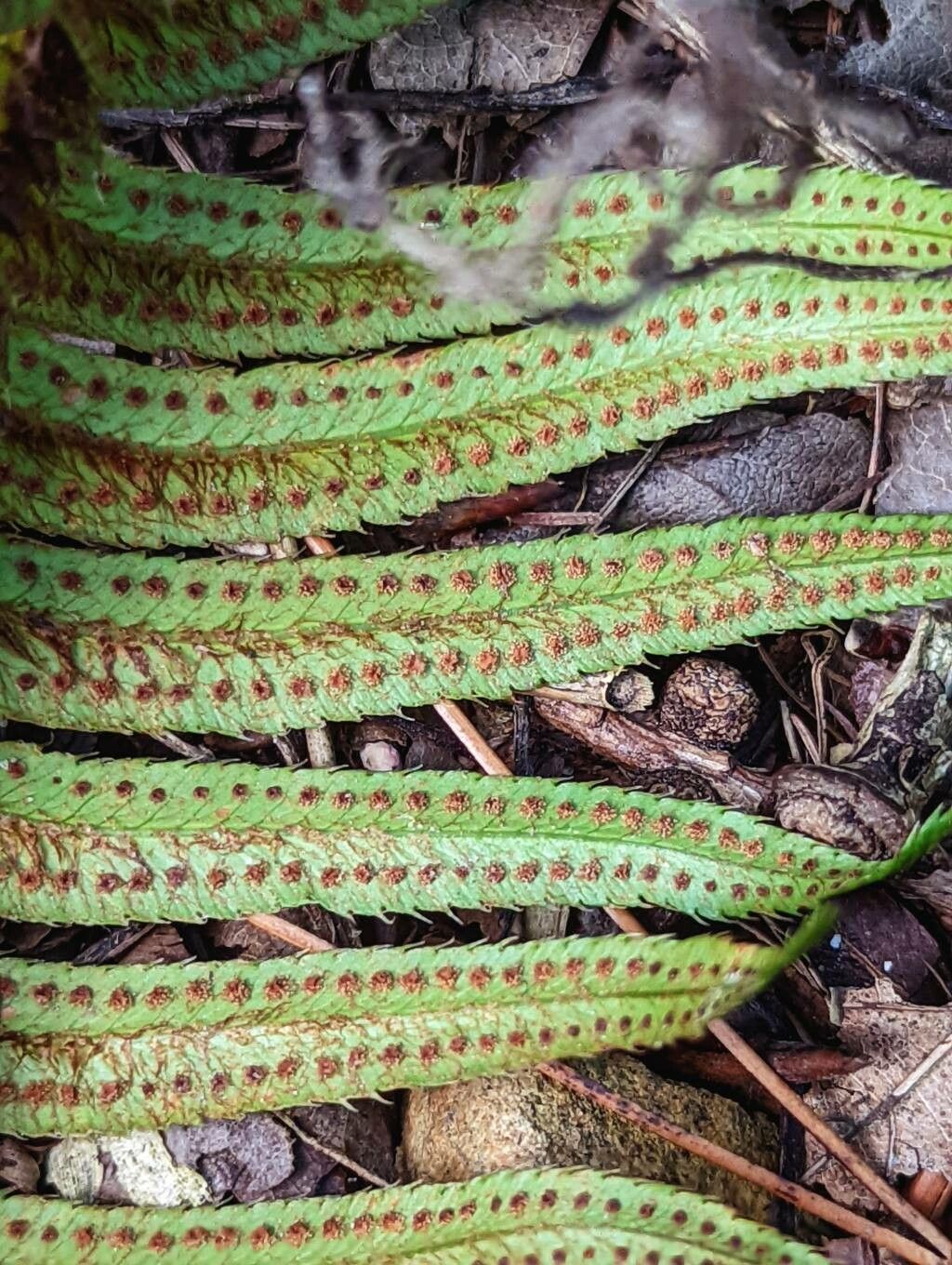 Polystichum munitum fruit