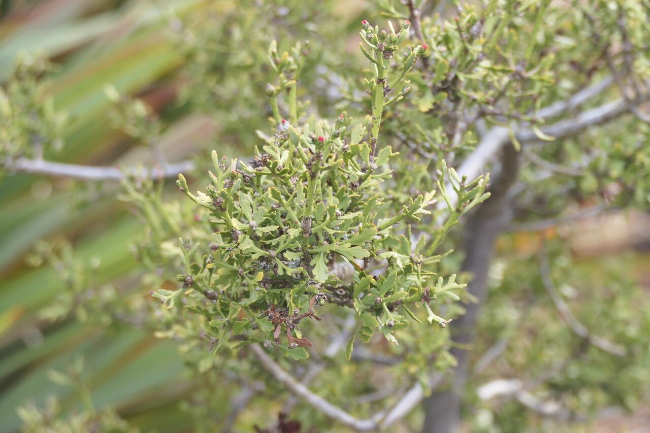 Phyllocladus trichomanoides leaf