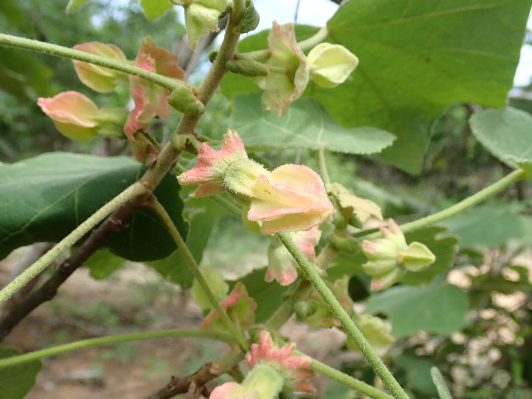 Hibiscus macrogonus — search result for 'Hibiscus'