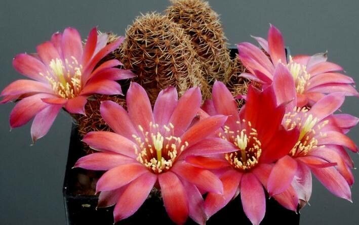 Aylostera pygmaea flower