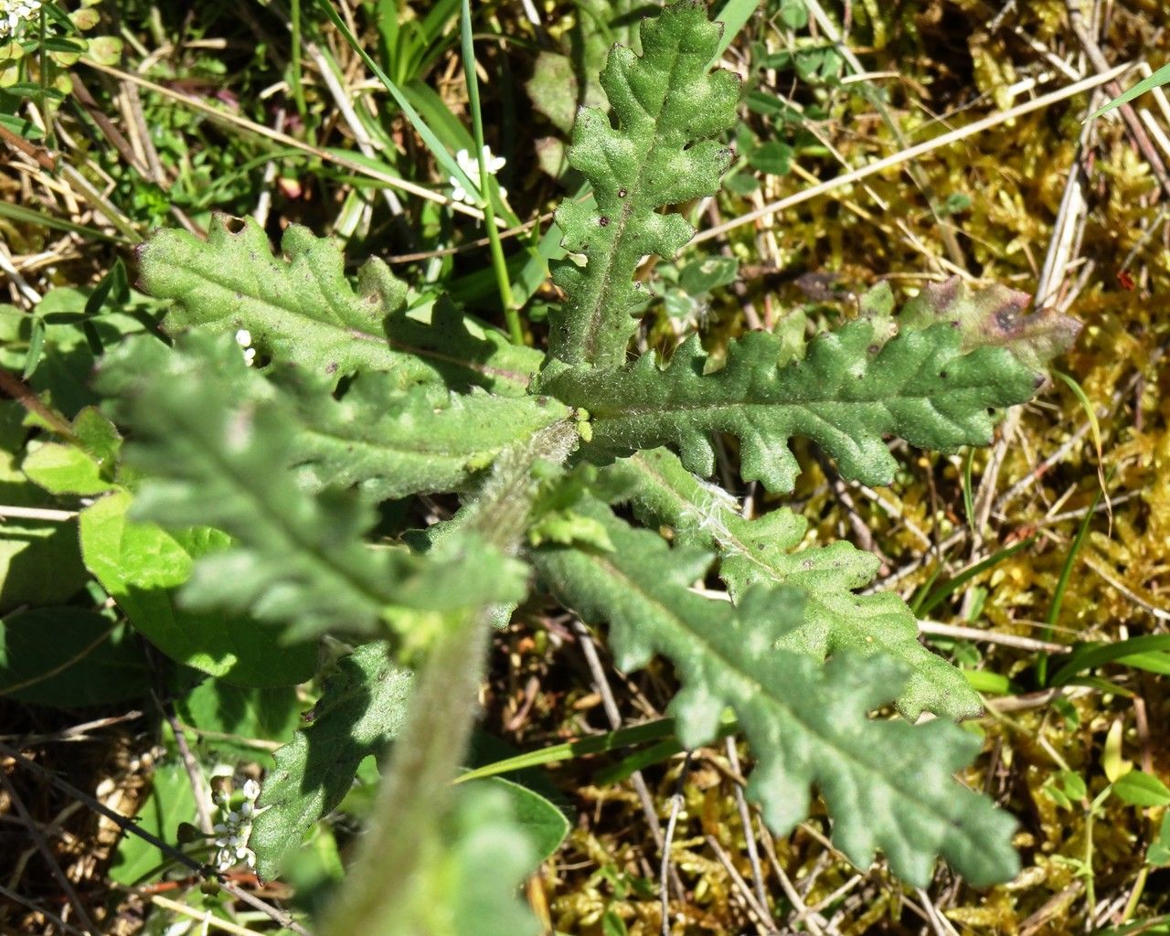 Senecio lividus — search result for 'Senecio'