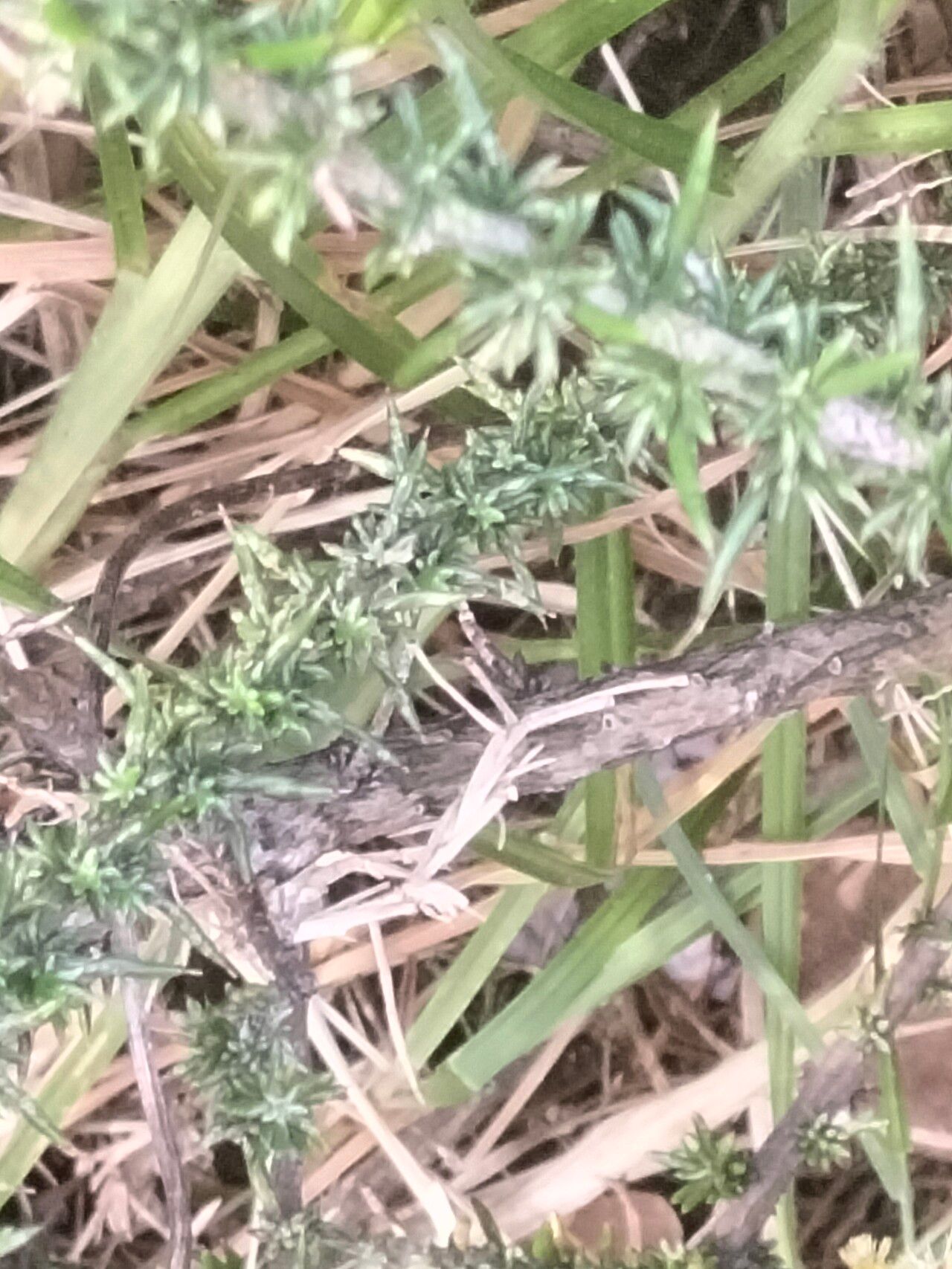 Metalasia aurea bark