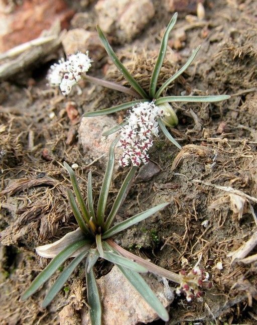 Lomatium linearifolium habit