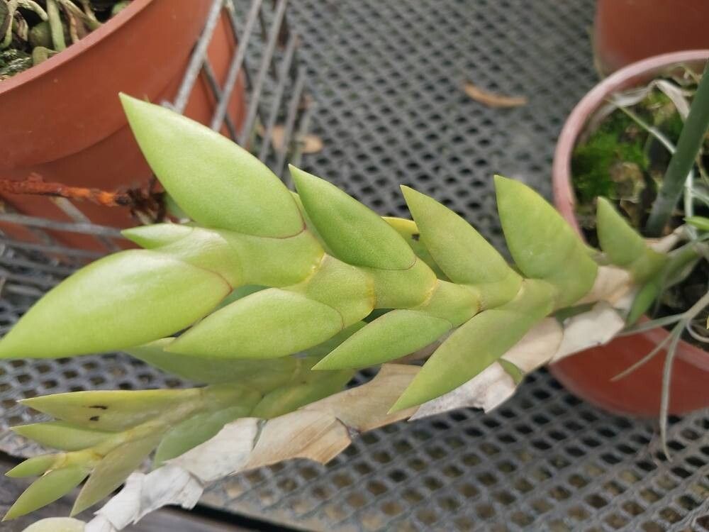 Dendrobium leonis — houseplant care guide