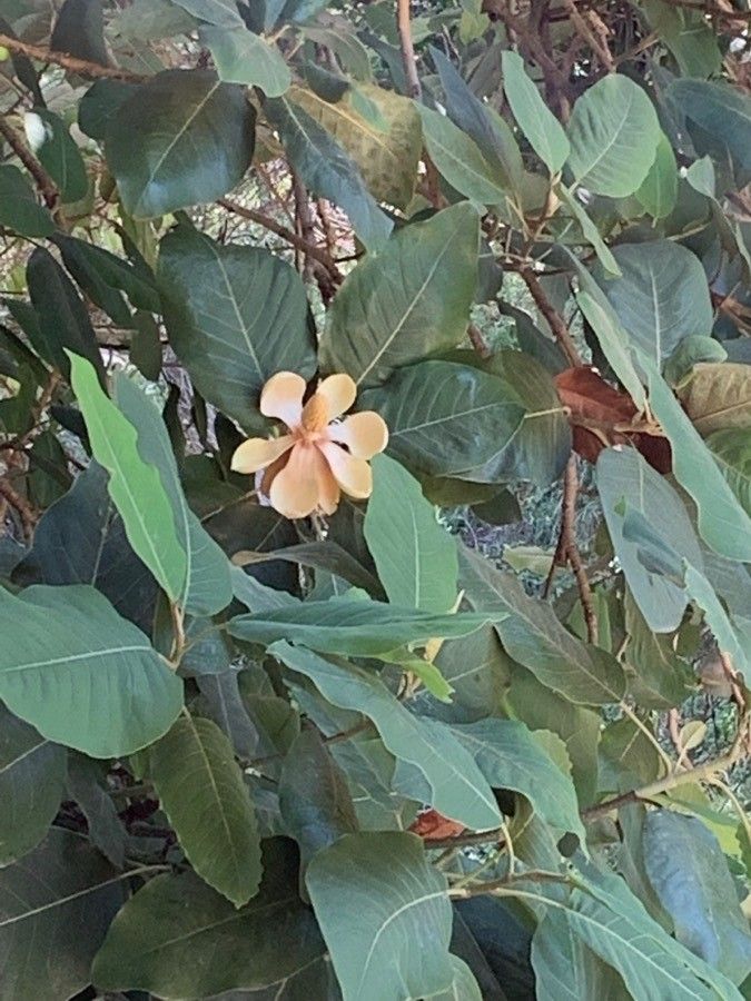 Magnolia delavayi flower