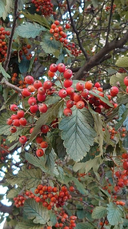 Sorbus intermedia — search result for 'Denmark'