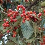 Sorbus intermedia