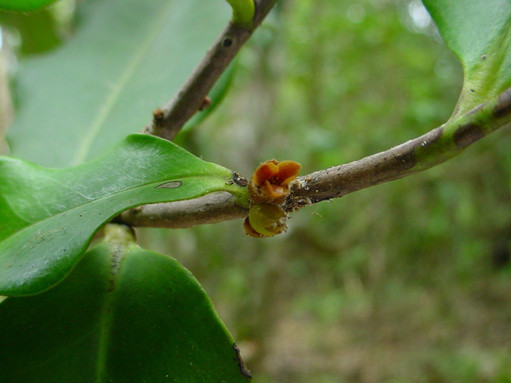 Diospyros cherrieri bark