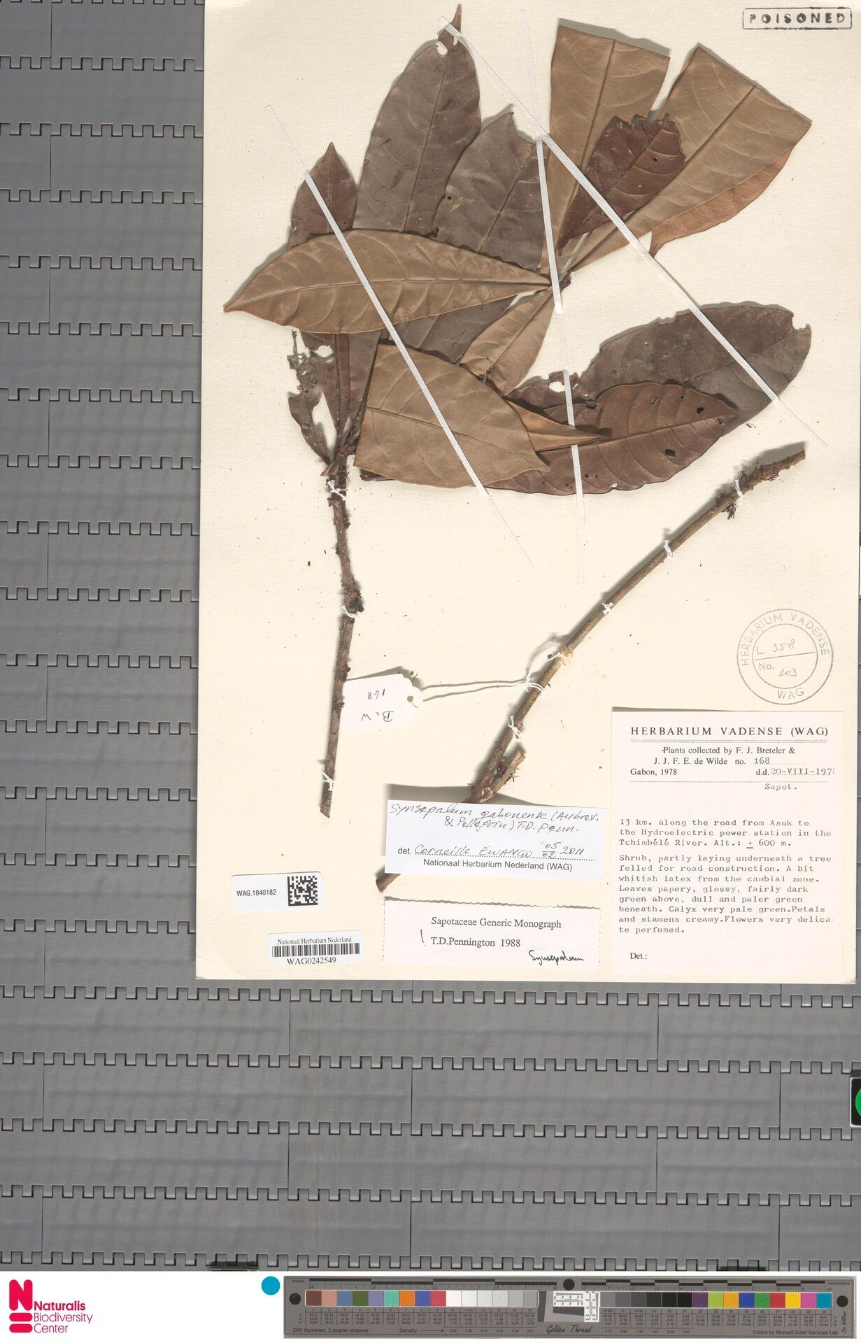 Synsepalum gabonense — houseplant care guide