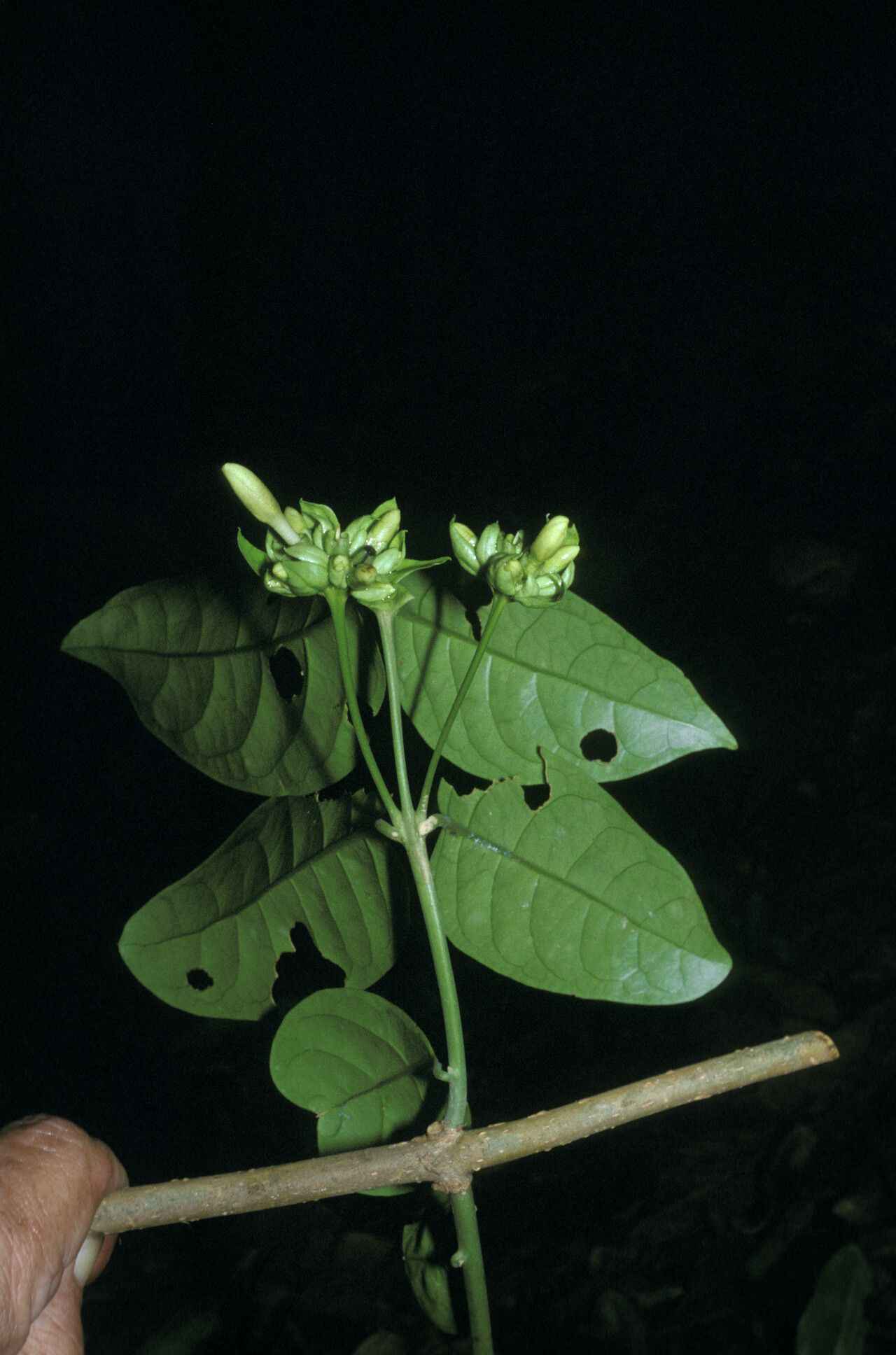 Aegiphila macrantha — houseplant care guide