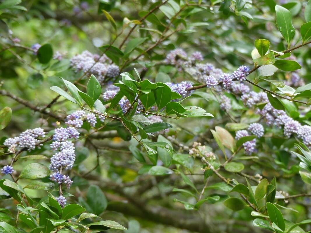 Memecylon umbellatum flower