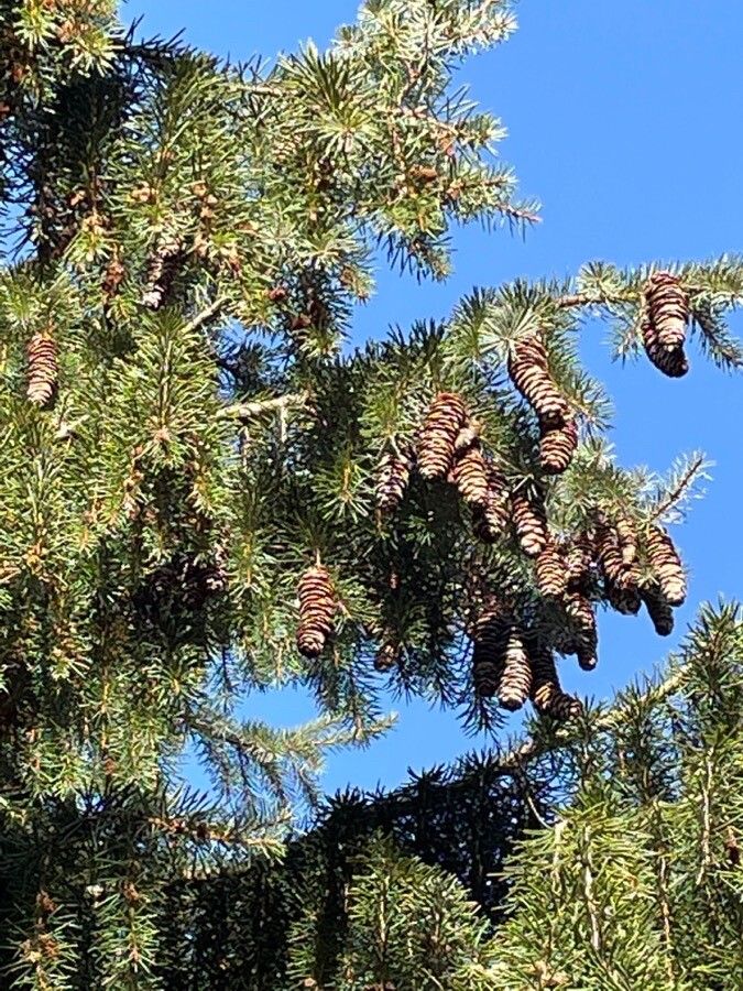 Picea breweriana fruit