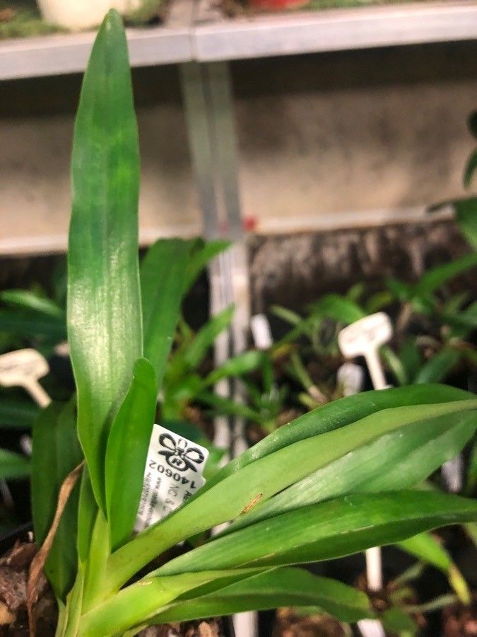 Aeranthes ramosa — houseplant care guide