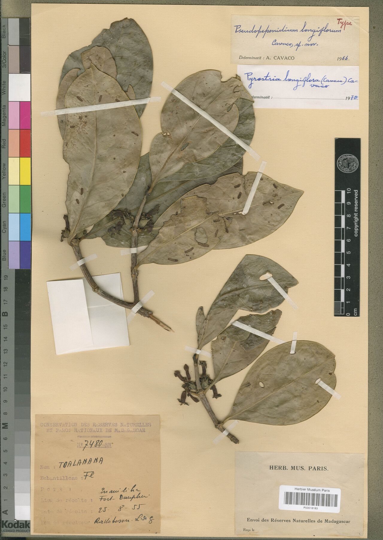 Pyrostria longiflora — houseplant care guide