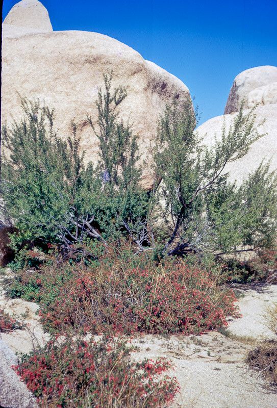 Epilobium canum habit
