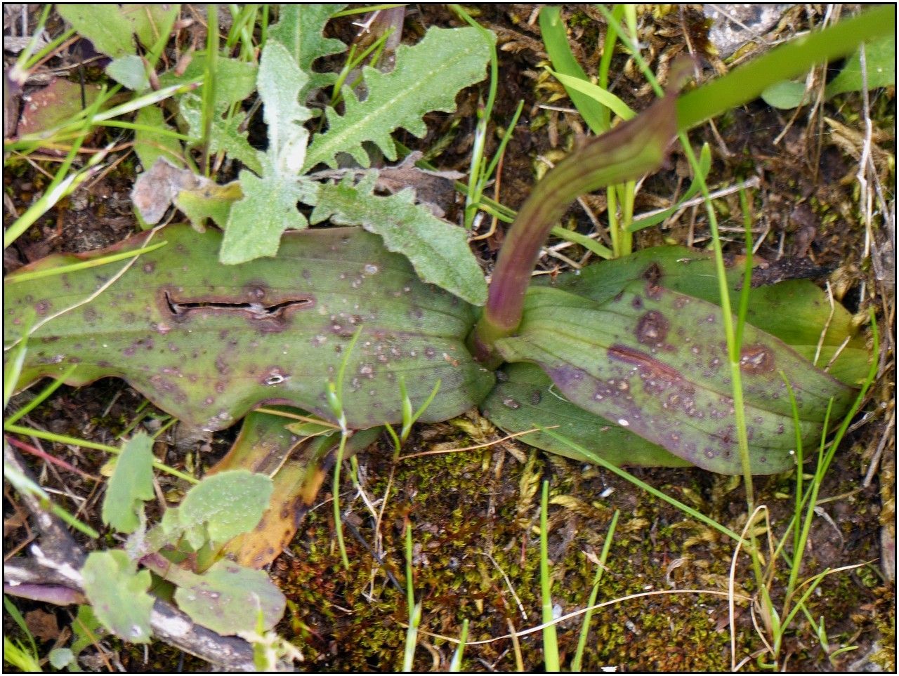 Goodyera macrophylla — search result for 'Goodyera'
