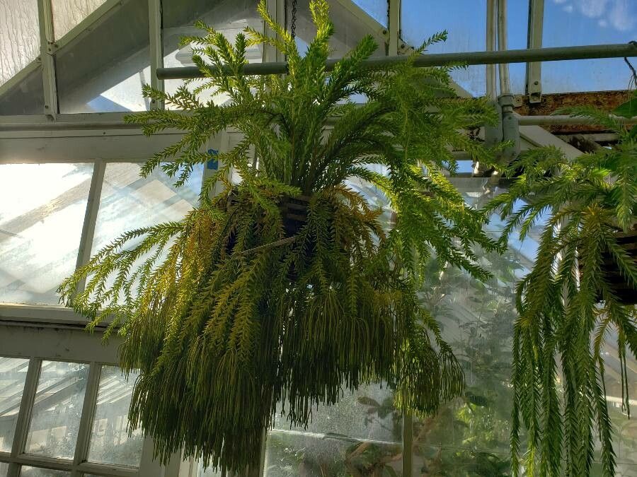 Huperzia feejeensis habit