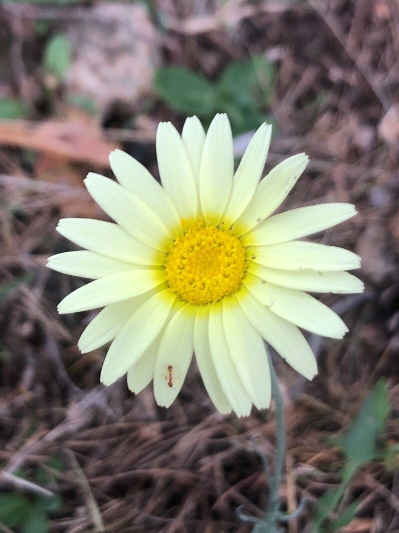 Leucanthemopsis pallida flower