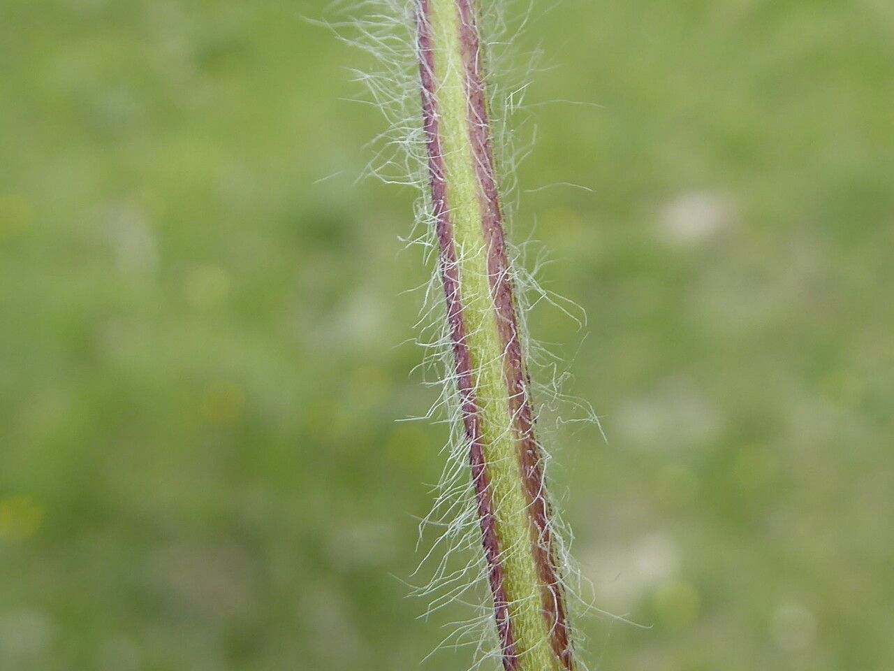 Stachys heraclea bark