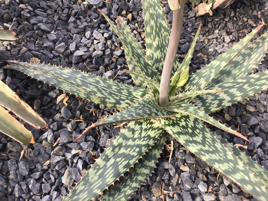 Aloe greatheadii — search result for 'Aloe'