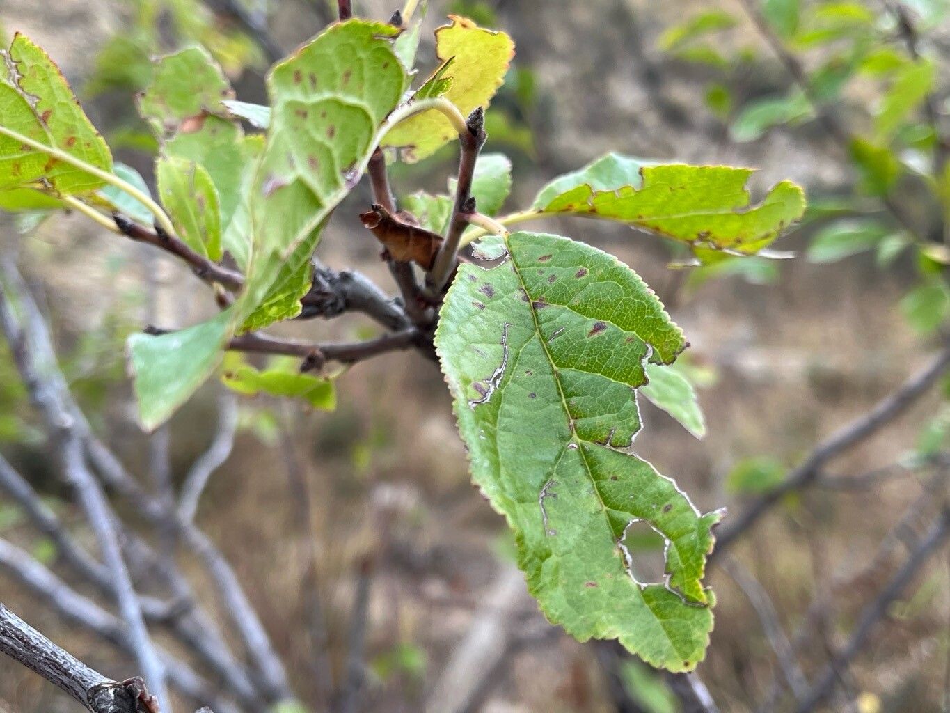 Malus orientalis leaf