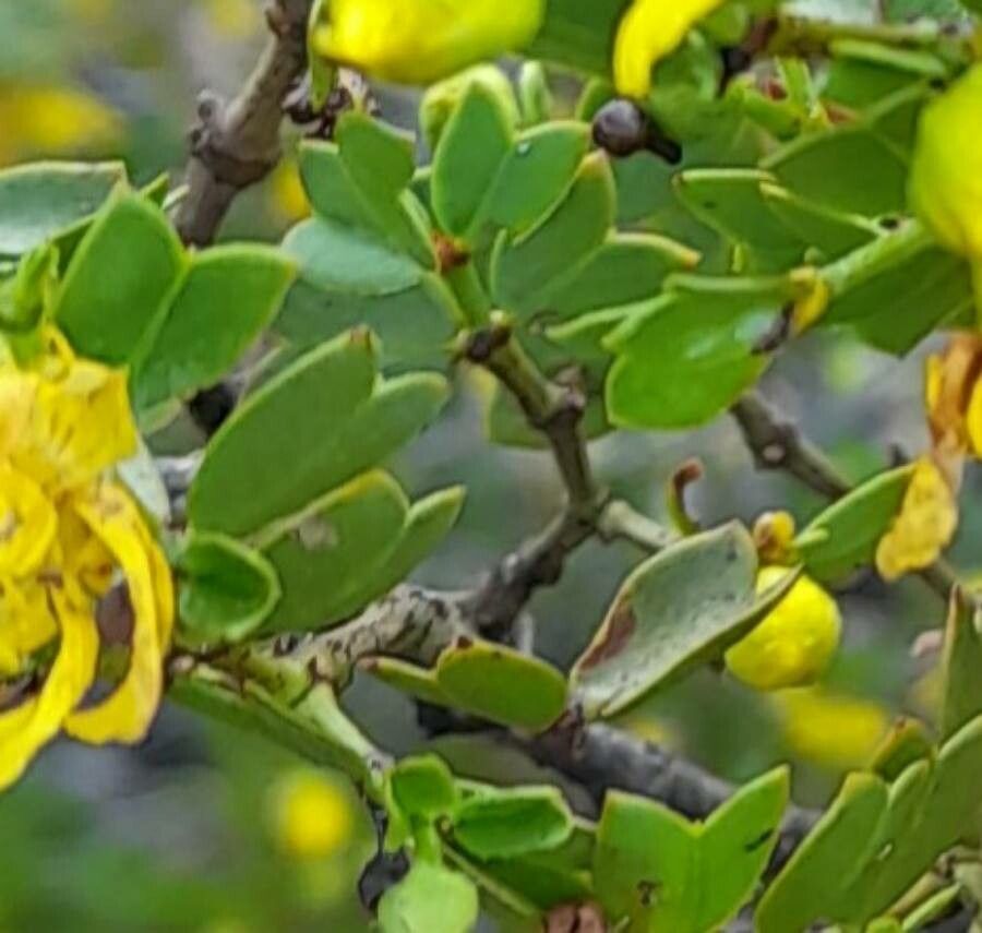 Larrea cuneifolia — related species from the same genus