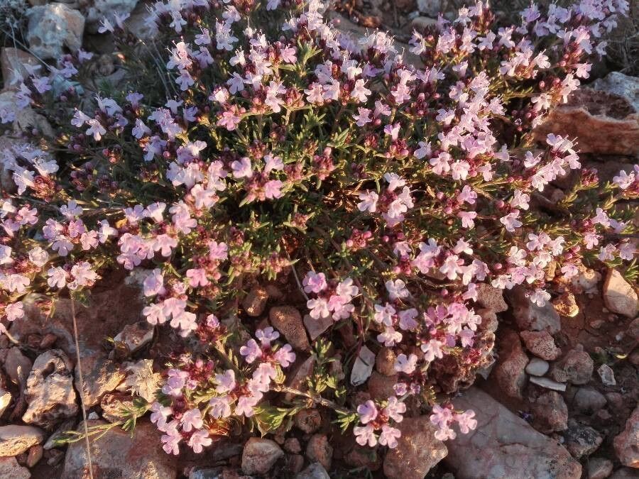 Thymus munbyanus flower