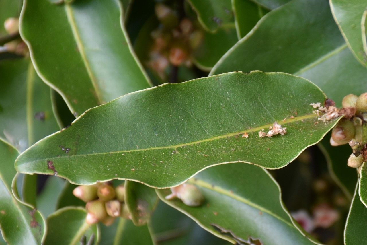 Diospyros tessellaria — search result for 'Ebenaceae'